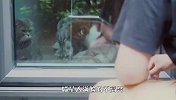 铲屎官独自溜出去，家里的猫咪集体抗议，接下来忍住别笑