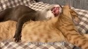 磨人水獭不肯睡觉，要抱着猫咪才睡，场面萌翻了