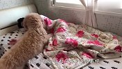 主人赖床不起，贵宾犬跟个人似的跑去叫，场面笑爆了