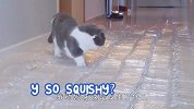 走廊铺满了充气袋，猫咪们能成功通过吗？场面太好玩了