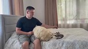 铲屎官抱着猫咪不松手，金毛狂吃醋，接下来忍住别笑