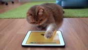 平板上出现了一只老鼠，喵星人看到后，举动能让人笑岔气