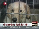 禁狗令专题-昔日宠物犬险成盘中餐