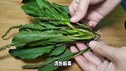 “车前草”用它来泡水喝，能帮助解决这六种问题