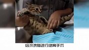 宠物冷知识：为什么有的流浪猫耳朵上缺一块？