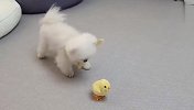 铲屎官买了个小鸡仔，博美看后气炸了，下一秒笑翻了