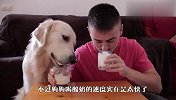 主人分给金毛一杯酸奶，金毛高兴坏了，下一秒憋住别笑