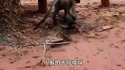 愤怒的母猴“暴打”小猴子，小猴子最后奄奄一息，网友-下手真的太狠！