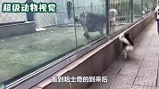 老虎看见哈士奇，学着哈士奇的模样来回蹦跶，太无语了