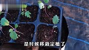 如何种植大头菜？试试把握这几个种植技巧，随时都能吃到新鲜蔬菜