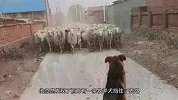 狗狗稳坐路中央，不料牧羊人压根不怂，下一秒我笑了！