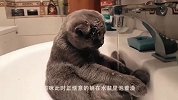 猫咪听到主人放屁，脸上的表情太精彩了，差点笑翻