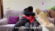 男女主人拥抱，一旁的金毛看不下去了，接下来忍住别笑