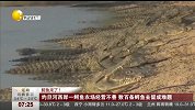 约旦河西岸一鳄鱼农场经营不善 数百条鳄鱼去留成难题