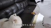 铲屎官扮成北极熊，狗狗看到后，反应太搞笑了