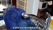 这只鹦鹉智商太高了，自己把水龙头打开了，就是有点浪费