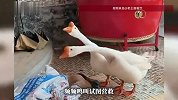 客人带被捆绑的灰鹅就餐，两只白鹅围着不走试图营救，店主夫妇花200元将灰鹅买下