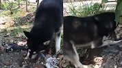 狗妈妈叼着死去的幼崽 挖完坑后将狗宝宝埋葬