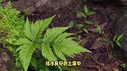 高山羊齿的养殖方法和注意事项