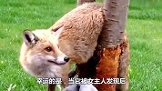 狐狸误闯女子花园，头被卡在树干上，接下来一幕暖心了