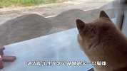 院子里闯进来一只猫，两只柴犬看到后，反应要笑喷了