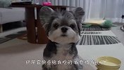 主人只给两粒狗粮，狗子看后啥反应？一定忍住不要笑