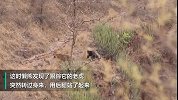 初生牛犊不怕虎！印度一小熊站起来吓跑老虎