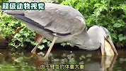 苍鹭活吞鲤鱼，却被鲤鱼卡住喉咙无法呼吸，躺在岸边奄奄一息
