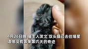 母猫生下3眼2嘴2鼻双头猫，仅存活5天去世，猫主：非近亲繁殖