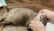 主人给水獭做脸部按摩，舒服的都要睡着了，太会享受了