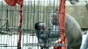 小猴被人类关笼子，母猴着急救娃，险些把小猴害死