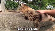 世界上仅有的一座猫岛，你会抱哪只回家？