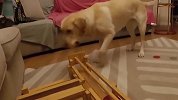 狗狗聪明起来有多可怕？这是参加过奥赛班的狗子吧