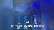 溺水“美人鱼”已出ICU！称系脚蹼脱落无法上浮引发溺水