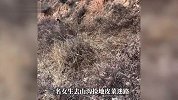 女生山沟捡野菜迷路小狗循声解救：看到小狗的时候，心里一下子就踏实了