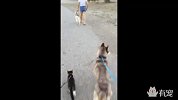 像遛狗一样遛猫，是所有猫奴的梦想...