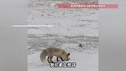 男子到赛里木湖游玩，偶遇“头铁”狐狸扎进雪地捕猎