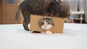 猫咪钻进盒子后爬不出去，同伴竟落井下石，看完别笑