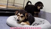 单薄的纸箱里，却承载了两条可爱的小生命，它们一脸期待着被收留