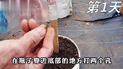 用73天在家阳台种丝瓜，这样种省心省力又高产，丝瓜爬满整个架子