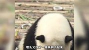 比花花更可爱的熊猫
