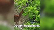 女子围观鹿宝宝太近，遭野生母鹿疯狂扑打，当场抱头尖叫不止