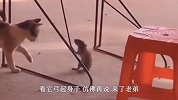 当猫看到老鼠的那一刻，展现了惊人的弹跳力