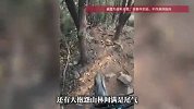 4辆无牌越野摩托闯入无锡惠山国家森林公园，在游客登山道“飙车”，景区回应