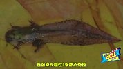 巨型蝌蚪长达25厘米，长成青蛙后却只有几厘米！