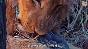 饿坏的狮子看见穿山甲，本以为能饱餐一顿，结果像石头根本啃不动