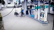 俺老猪来也！印度野猪在加油站横冲直撞 致数人受伤