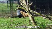 雄狮的头被桶卡住，四处乱撞颜面扫地，同伴的做法更是让它直吐血