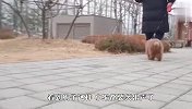 主人把狗子饭碗放路边，泰迪看后什么反应？差点笑喷了