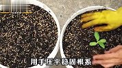 在家阳台种植向日葵，90天后还能收获一大盆瓜子，有空你们也试试